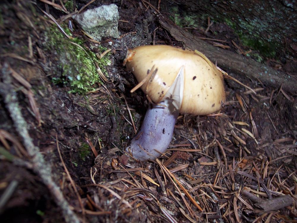 Finalmente funghi in valle (aosta)